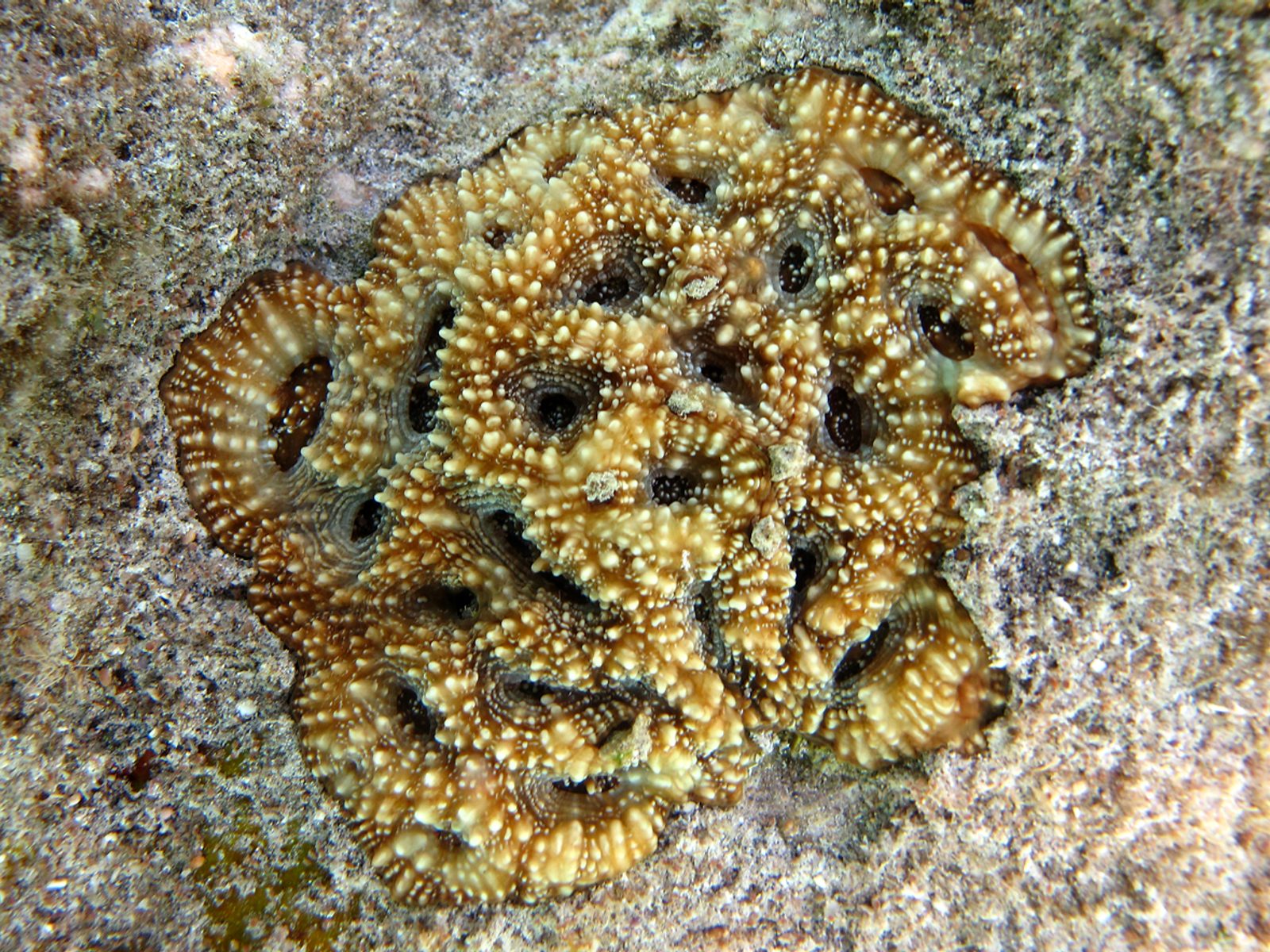アカンソフィリア