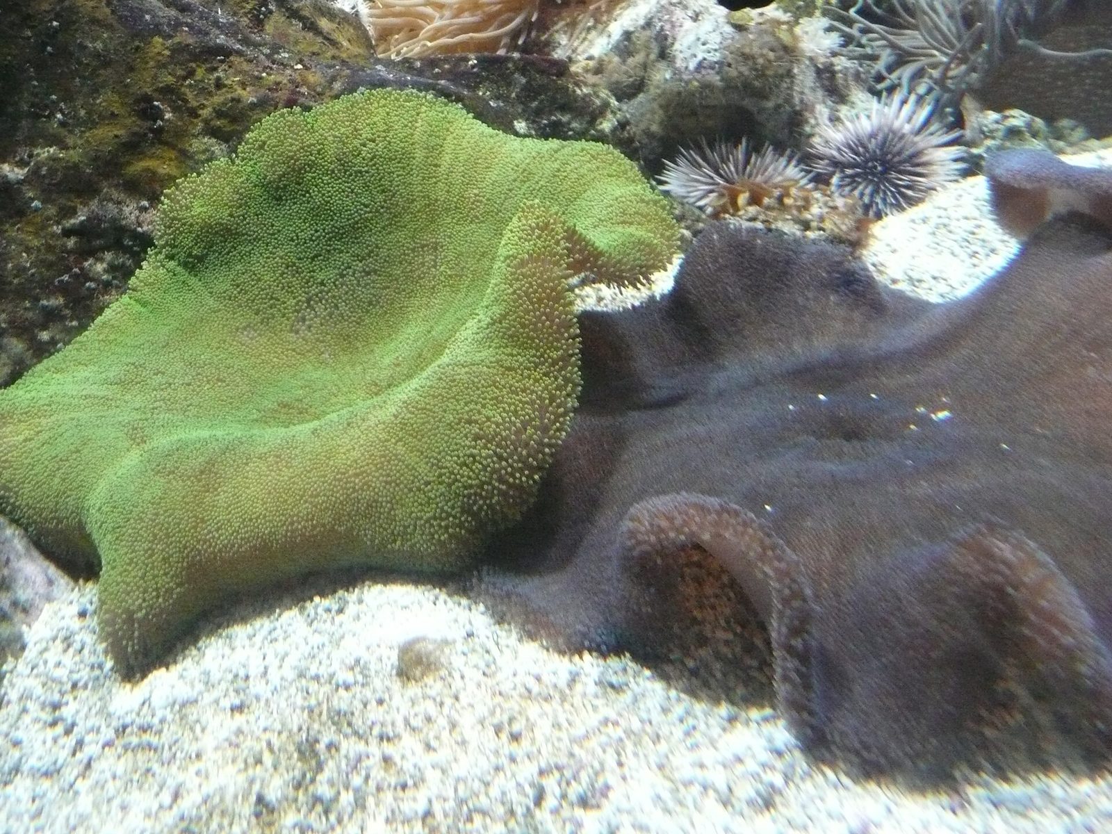 ハタゴイソギンチャク