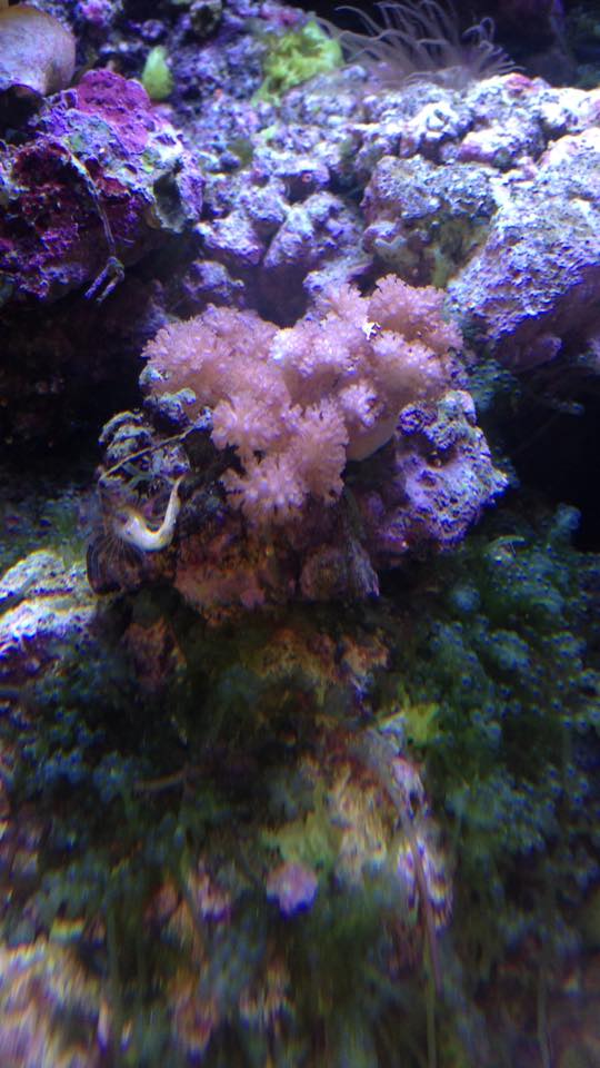 クリクサム