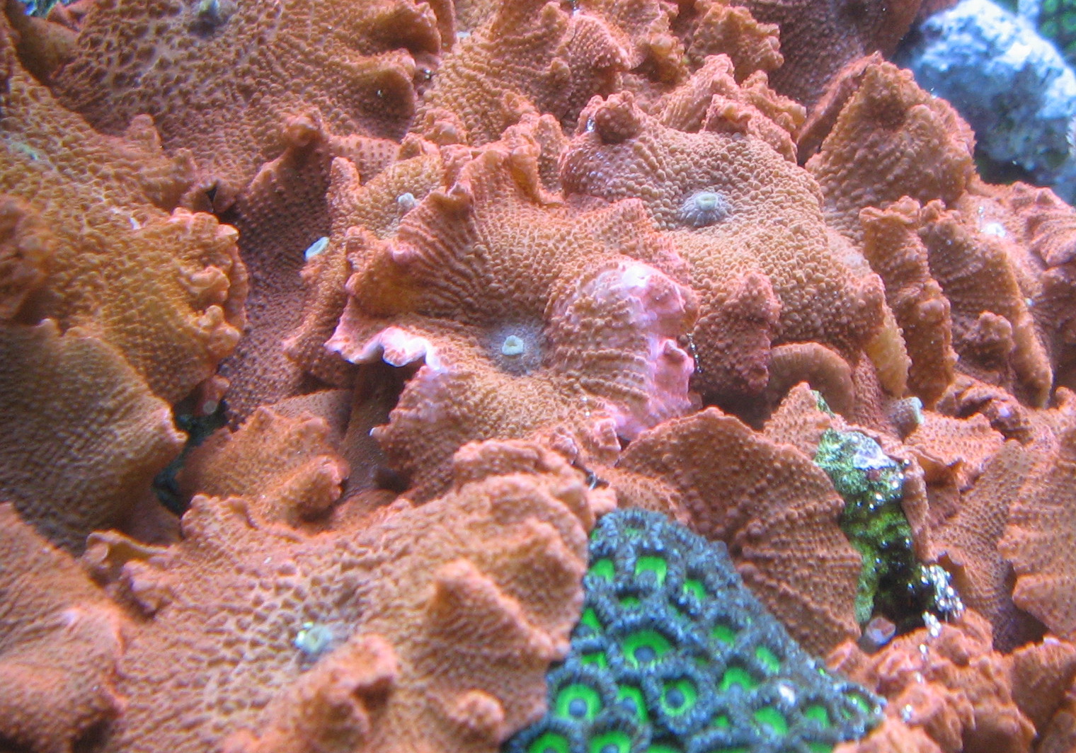 Mushroom Coral