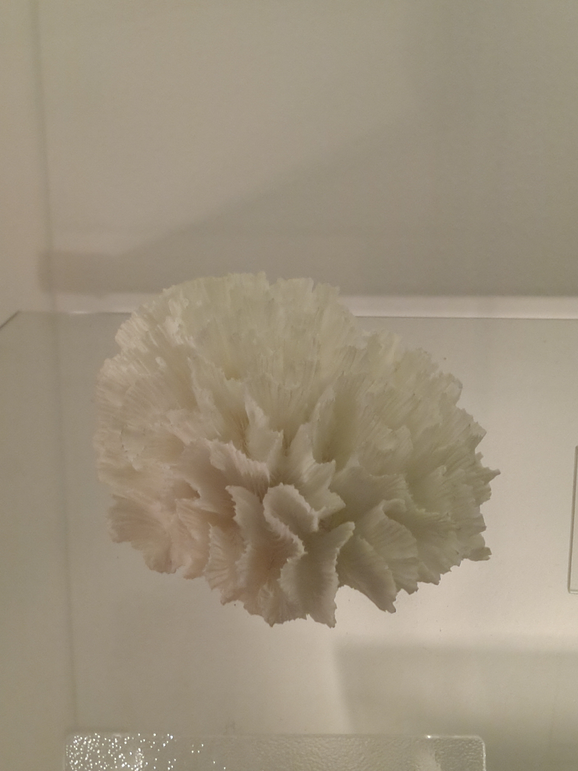 ペクチニア