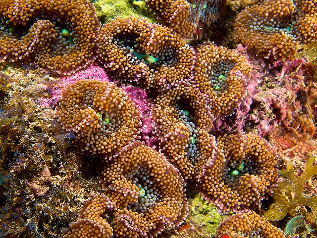 Ricordea Florida