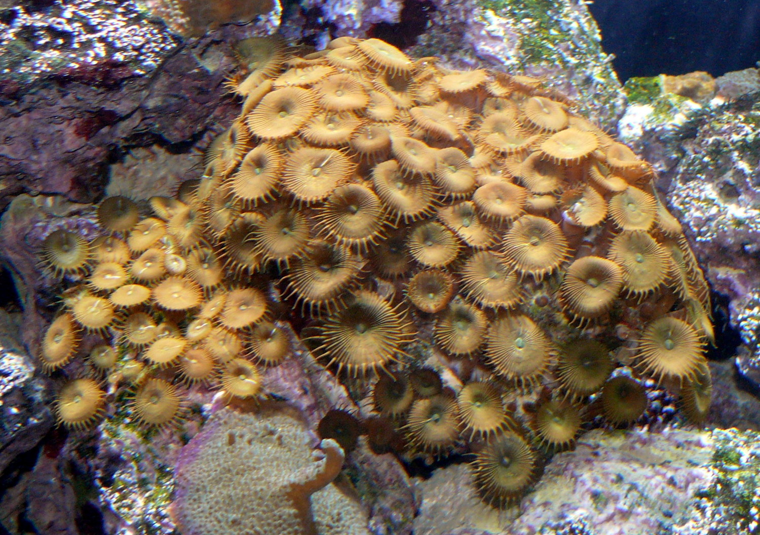 Palythoa